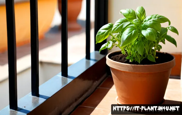 식물 성장 속도 빠르게 하는 법 - Photorealistic close-up of a healthy basil plant growing rapidly in a terracotta pot on a sunny Ital...